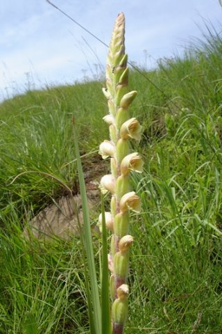 Gladiolus sericeovillosus subsp. sericeovillosus leaves and buds